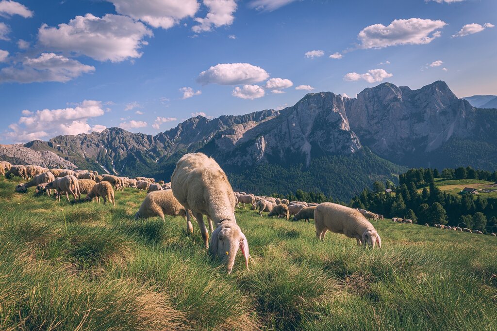 Pecore al pascolo al Buffaure sopra Pozza di Fassa